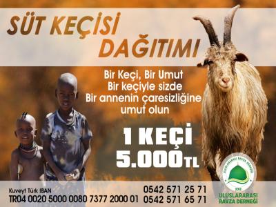 SÜT KEÇİSİ DAĞITIMI